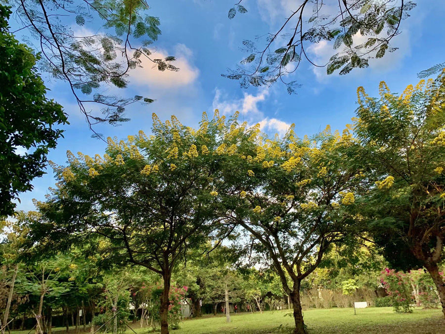 ���ڽ�ţ�X���@