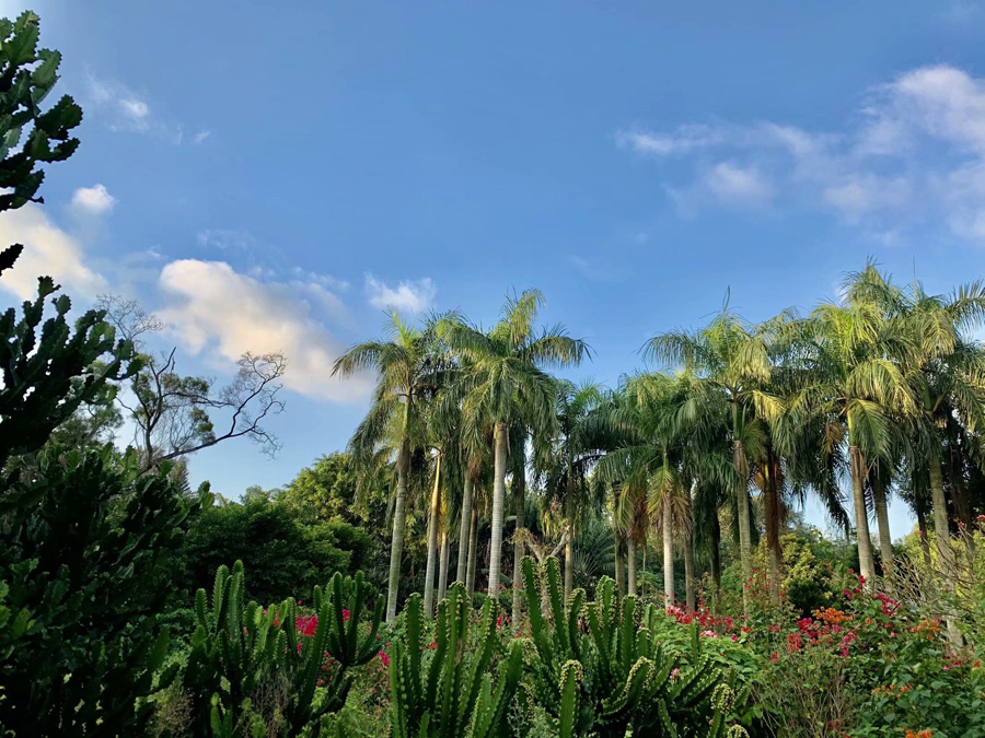 ���ڽ�ţ�X���@