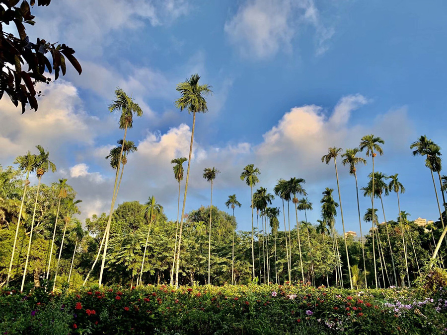 ���ڽ�ţ�X���@