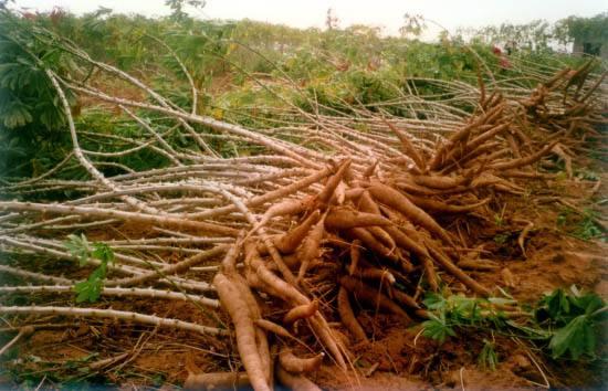 ����ľ���