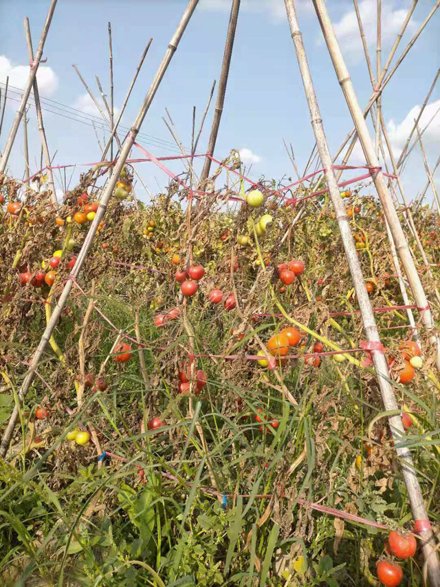 �����н��|�^(q��)������2021���S��