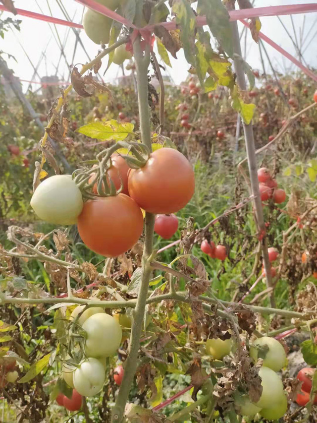 �����н��|�^(q��)������2021���S��