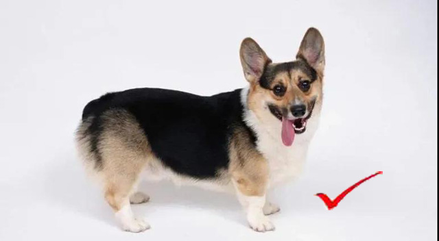 Ȯ�C�Ϲ�����Ƭ��Ҏ(gu��)��Pose��&radic;�����Ĕz��Ƭ�r�M���x���������εı���