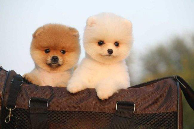 �������B(y��ng)���k�C����Щ����(w��)�c(di��n)��